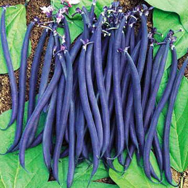 Climbing Beans Violette Vegetable Seeds